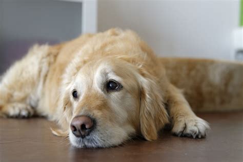 Como Saber Se O Cachorro Est Hemorragia Interna Sinais E Sintomas