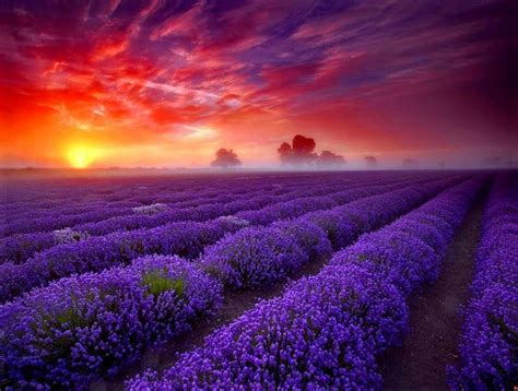 Campos De Lavanda Con Puesta De Sol D Nya Fondo De Pantalla X