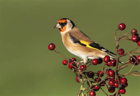 Goldfinch Wallpapers Top Free Goldfinch Backgrounds Wallpaperaccess