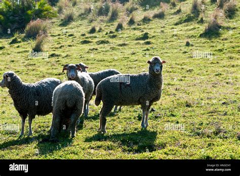 Sheep Grazing The Grass Rolling Hills Of The Transkei Around Coffee Bay