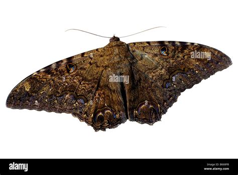 Large brown moth with eye spots on the wings Stock Photo: 21036719 - Alamy