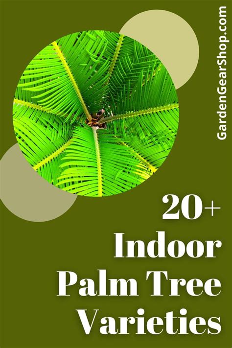 Types of indoor palm plants indoor palm varieties – Artofit