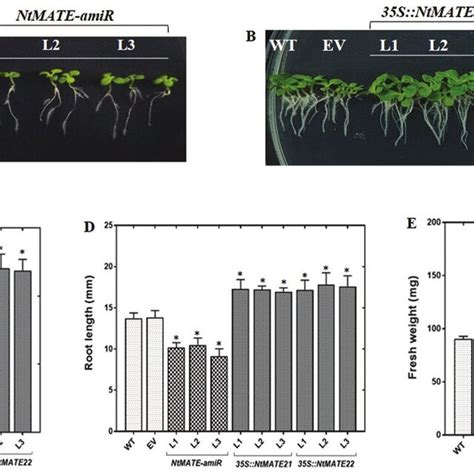 Growth Phenotype Of Transgenic N Tabacum At The Seedling Stage