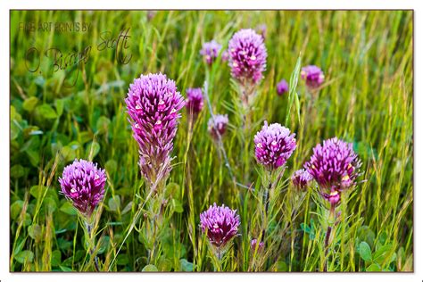 Purple Owl's Clover at Carrizo Plain, Photography by O. Bisogno Scotti