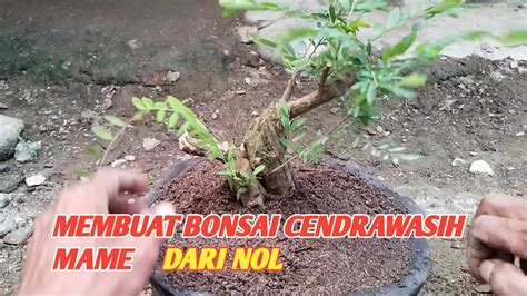 Tahap Awal Membuat Bonsai Mame Cendrawasih Hasil Stek YouTube