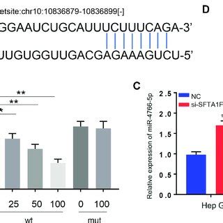 Expression Of Lncrna Sfta P And Its Relationship With Clinical Features