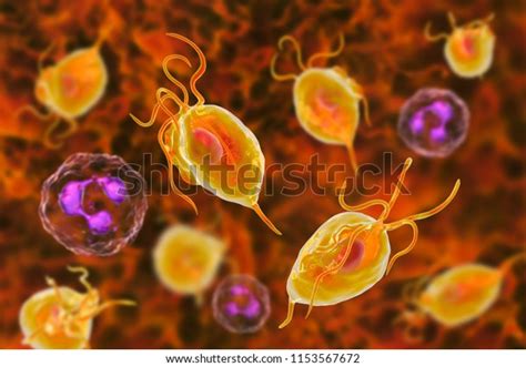 Trichomonas Vaginalis Protozoan Neutrophils 3d Illustration Stock Illustration 1153567672