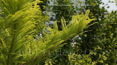 PlantFiles Pictures Bald Cypress Lindsey S Skyward Taxodium