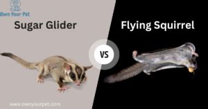 Sugar Glider Vs Flying Squirrel Meet The Sky Faring Rodents Own