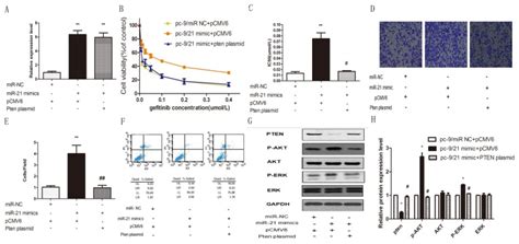 A Relative Expression Levels Of Mir In Pc Nc Pcmv Transfected