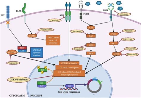 Fda Cdk