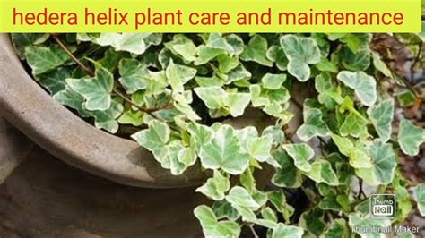 Hedera Helix Variegated English Ivy House Plants Vines Care Urdu