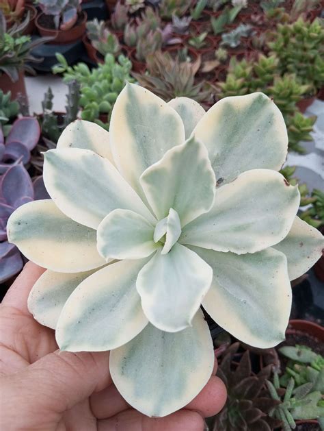 Echeveria Japan Moon River Variegada Cm Arte Suculento