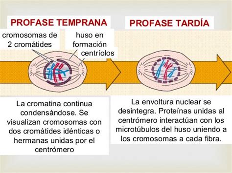 Tarea 3 Reproducción Celular