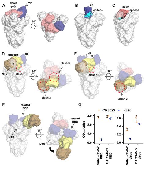 Model Of The Binding Of Cr To The Homotrimeric S Protein A Rbd