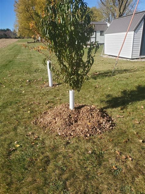 got my peach trees ready for winter zone 4b : r/BackyardOrchard