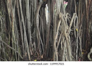 Big Root Banyan Tree Land Scape Stock Photo Shutterstock