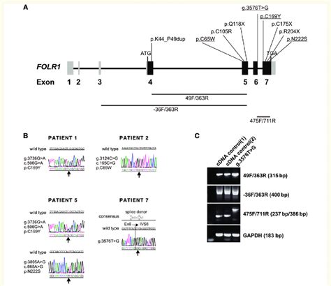 Mutations In The Folr1 Gene A Genetic Organization Of The Folr1 Gene