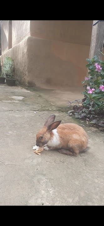 Rabbit 🐇eat Bread 🍞 Short Youtube