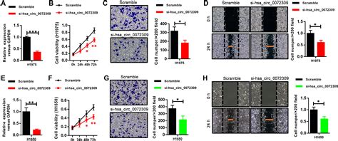 Circular Rna Hsa Circ Promotes Tumorigenesis And Invasion By