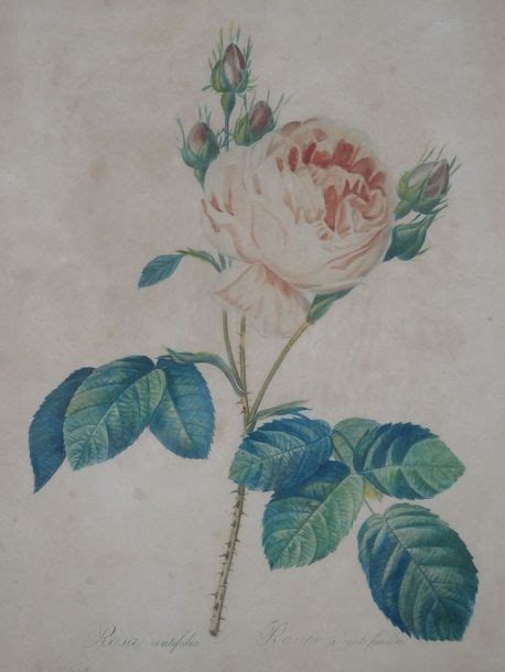 Pierre Joseph Redoute Rosa Centifolia And Rosa Indica Fragrans