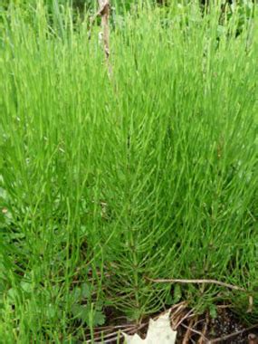 Horsetail Weed Identification