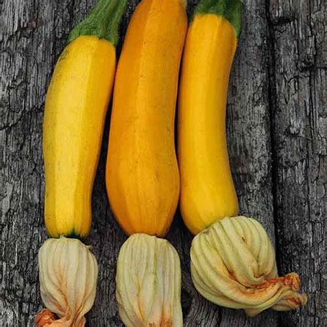 How To Grow Golden Zucchini Gardeners Path