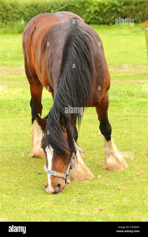 Shire Horse In Field Stock Photo Alamy