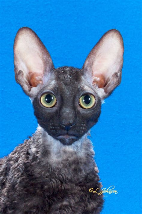 The Cornish Rex Breed Rexkwizit