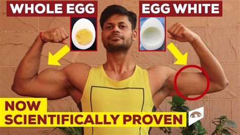 Egg White Vs Egg Yolk For Bodybuilding 40 More Muscle Growth Finally Proven American