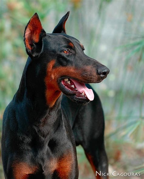 In The Past I Had Beautiful Doberman Dogs Freya Von Norderstamm And