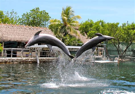 23 Best And Fun Things To Do In Key Largo Fl Attractions And Activities