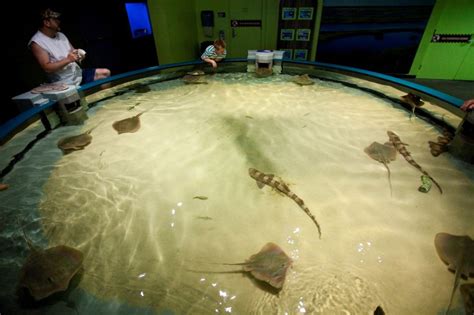 Gallery | North Carolina Aquarium on Roanoke Island | Outer Banks, NC