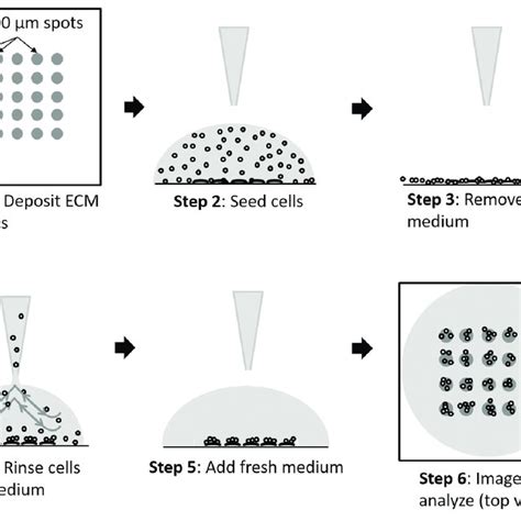 Cell seeding on patterned substrates workflow. Procedural steps for ...