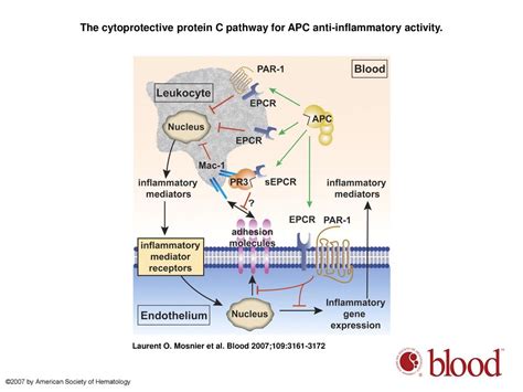 The Cytoprotective Protein C Pathway Ppt Download