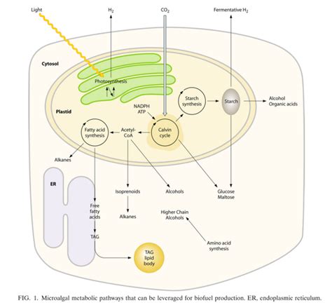 Algae Energy The Past And The Future Algae Co2 Sequestering