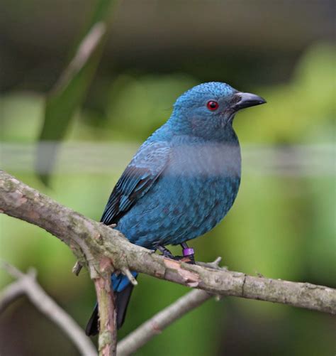 Fairy Bluebird Alchetron The Free Social Encyclopedia