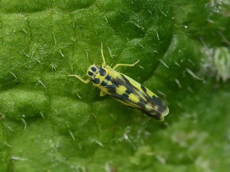 Eupteryx Aurata Cicadellidae 6 6 2022 Topsham Devon Tim Worfolk