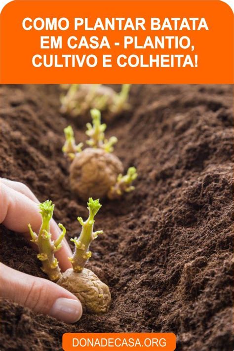 Como Plantar Batata Em Casa Plantio Cultivo E Colheita Em 2020