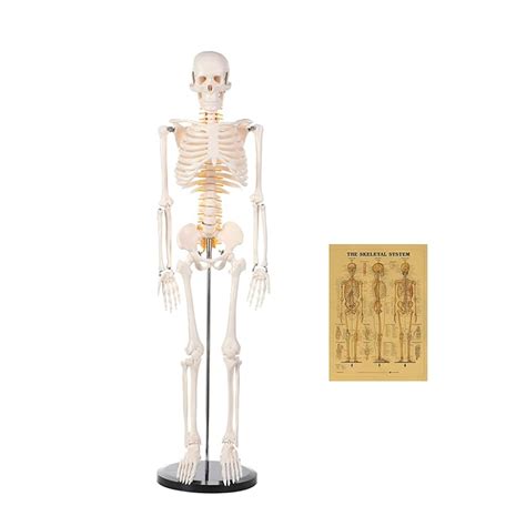 Buy Human Skeleton Model For Anatomy Tall Life Size Skeleton With