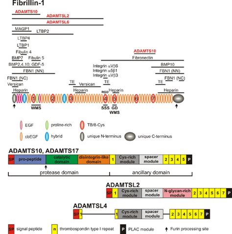 Domain Structure Of Fibrillin 1 Top And Relevant Adamts Proteins Download Scientific Diagram