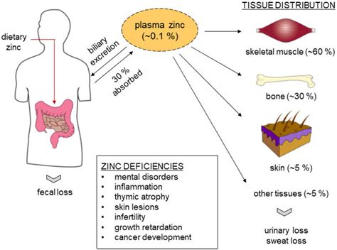 Zinc Storage And Distribution In The Human Body The Human Body Download Scientific Diagram