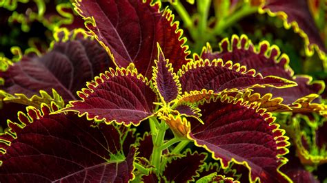 How To Propagate Coleus Expert Tips To Grow New Plants Homes Gardens