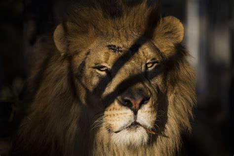 Video captures scary moment as lion pounces at child | 11alive.com