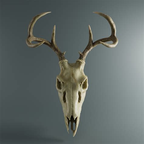 Artstation Deer Skull Resources