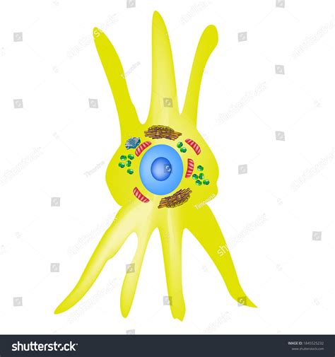 Fibroblast Structure Fibroblast Cell Vector Illustration Stock Vector