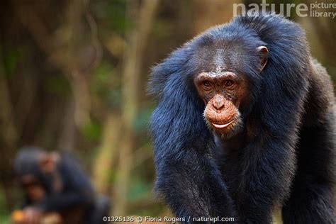 Stock Photo Of Western Chimpazee Pan Troglodytes Verus Young Male