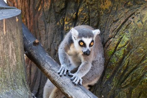 Lémur de madagascar con ojos amarillos de cerca Foto Premium