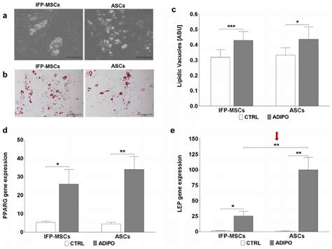 Adipogenic Differentiation A B Micrographs Of Ifp Mscs And Ascs