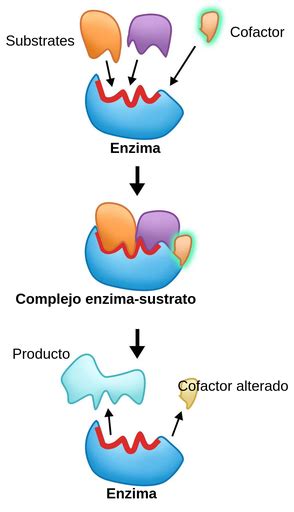 Cofactor Labster